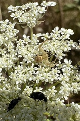 Misumenops