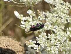 Bilyaxia concinna