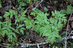 Angelica californica