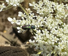 Bilyaxia concinna