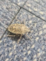 Rhaphigaster nebulosa