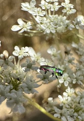 Bilyaxia concinna