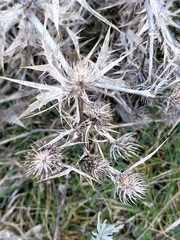 Eryngium campestre