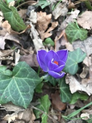 Crocus tommasinianus