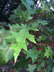 Quercus