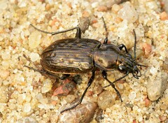 Blethisa multipunctata