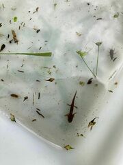 Lissotriton vulgaris