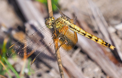 Erythrodiplax corallina