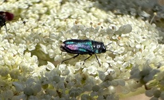 Bilyaxia concinna