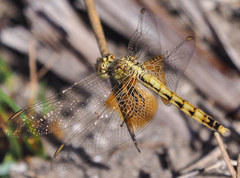 Erythrodiplax corallina