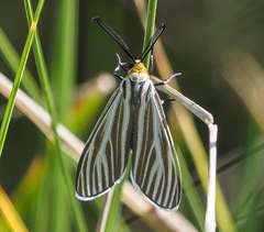 Ctenucha vittigera