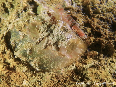 Ascidiella aspersa