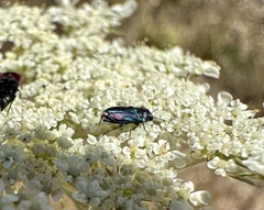 Bilyaxia concinna