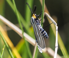 Ctenucha vittigera