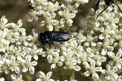 Bilyaxia concinna