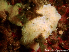 Aplidium glabrum