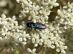 Bilyaxia concinna