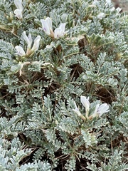 Astragalus tragacantha