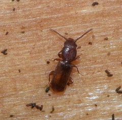 Laemophloeidae