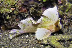 Ablabys macracanthus