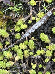 Sedum acre