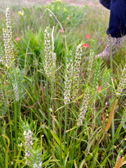 Plantago aristata
