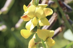 Crotalaria retusa