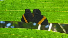 Panara soana