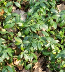 Vinca minor
