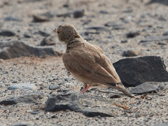 Ammomanes cinctura