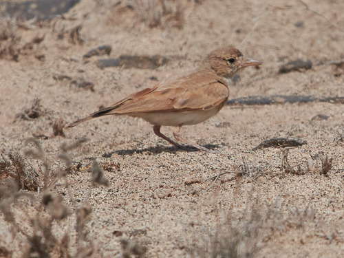 Terrera colinegra (Ammomanes cinctura)