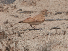 Ammomanes cinctura
