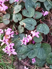 Cyclamen coum