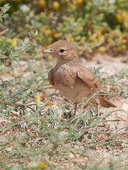 Ammomanes cinctura