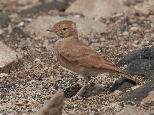 Terrera colinegra (Ammomanes cinctura)