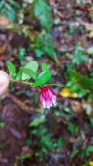 Ericaceae