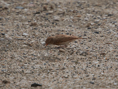 Ammomanes cinctura