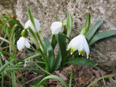 Leucojum vernum