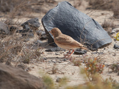 Ammomanes cinctura