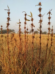 Hygrophila auriculata