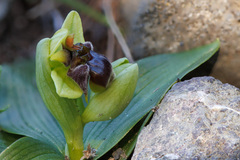 Ophrys bombyliflora
