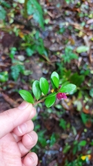 Ericaceae