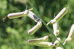 Crotalaria retusa