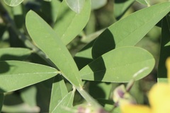 Crotalaria retusa