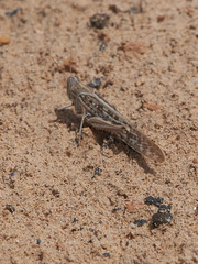 Schistocerca gregaria