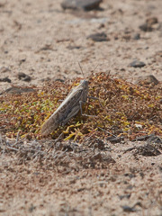 Schistocerca gregaria