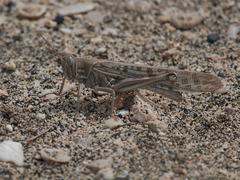 Schistocerca gregaria