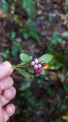 Ericaceae