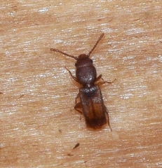 Laemophloeidae