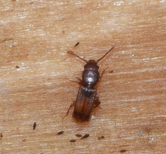 Laemophloeidae